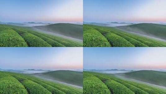 安徽省池州市东至县茶叶种植园在清晨的延时高清在线视频素材下载
