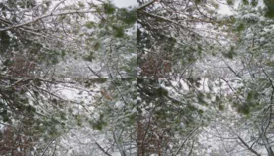 雪花覆盖的青松特写高清在线视频素材下载