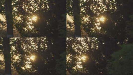 穿过树丛的阳光高清在线视频素材下载