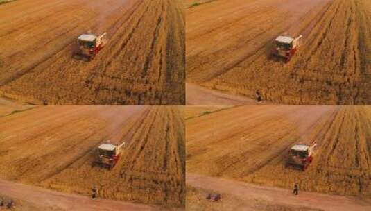 麦田小麦收割高清在线视频素材下载