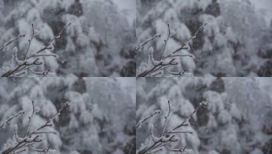 黄山雪景雾凇高清在线视频素材下载