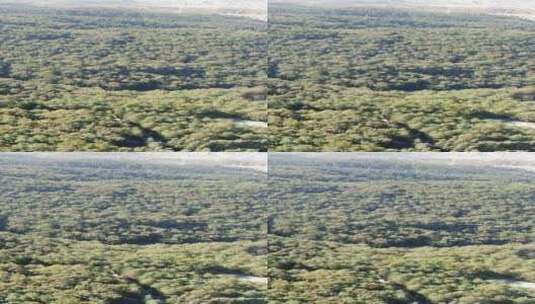 绿色植物森林竖屏航拍高清在线视频素材下载