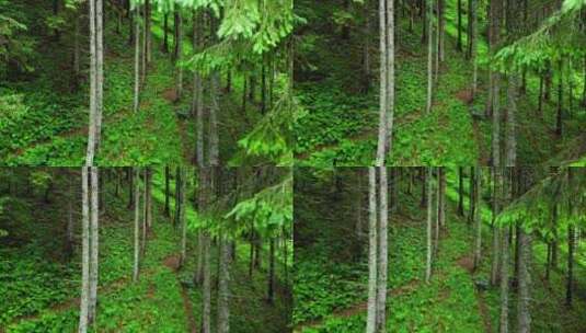 森林里的植物高清在线视频素材下载