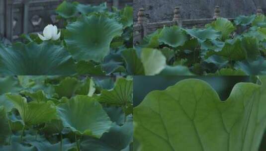 寺庙池塘里盛开的白色和荷花高清在线视频素材下载
