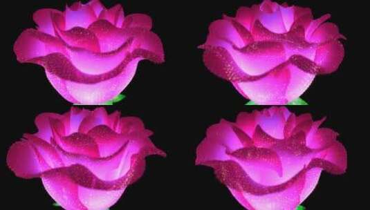浪漫玫瑰盛开高清在线视频素材下载