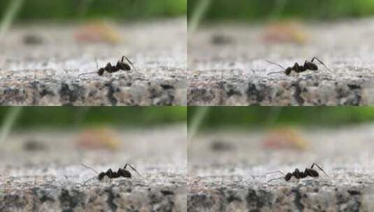 微距摄影 蚂蚁吃糖3高清在线视频素材下载