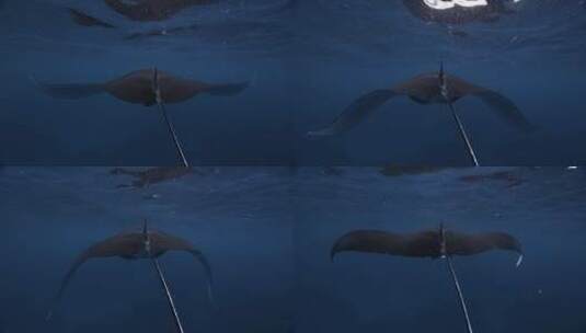 深海中的蝠螈鱼高清在线视频素材下载
