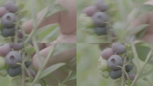 摘取成熟的蓝莓高清在线视频素材下载