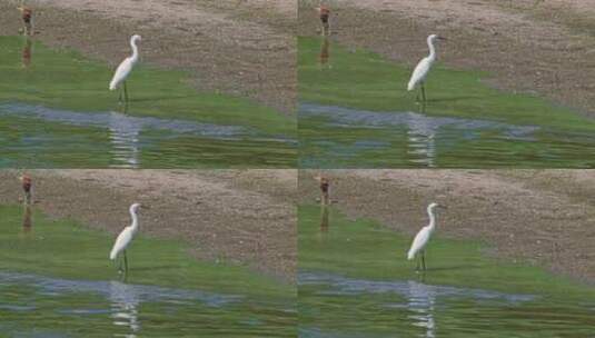 【正版素材】河道生态高清在线视频素材下载