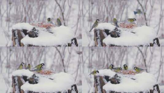 冬天喂食器上的小鸟高清在线视频素材下载