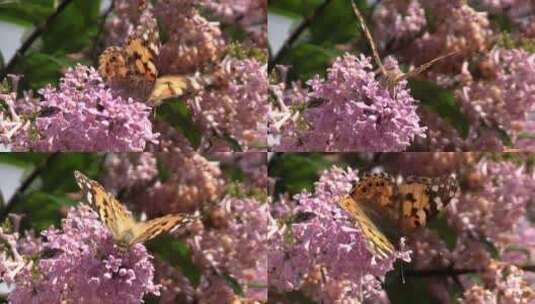 蝴蝶在紫丁香花上采蜜高清在线视频素材下载