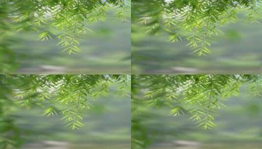 4K植物素材——柳树高清在线视频素材下载