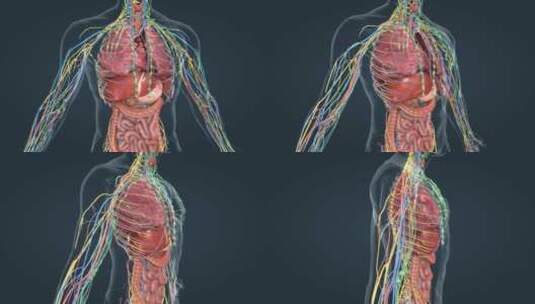 医学人体器官肾脏内分泌系统肾上腺三维动画高清在线视频素材下载