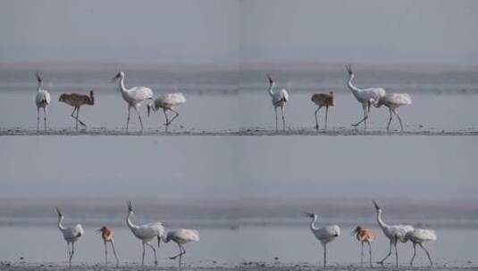 鄱阳湖保护区候鸟 越冬的白鹤一家高清在线视频素材下载