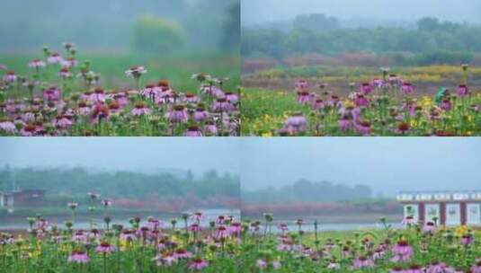 菊花 花海 粉红 园林 郊野高清在线视频素材下载