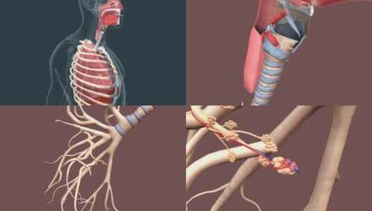 呼吸系统高清在线视频素材下载