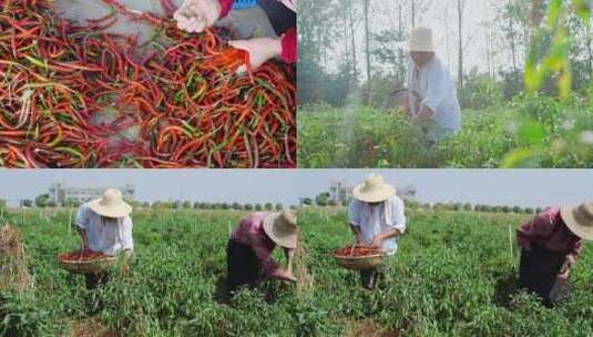 线椒产地高清在线视频素材下载