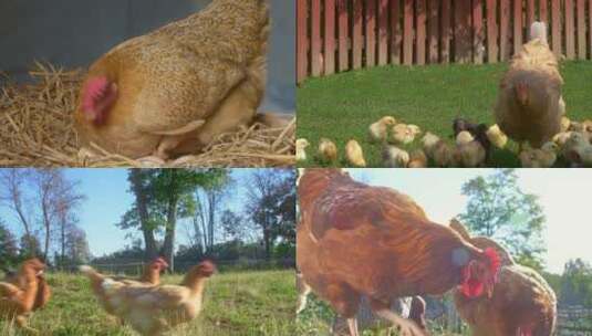 土鸡养殖散养农家乐高清在线视频素材下载