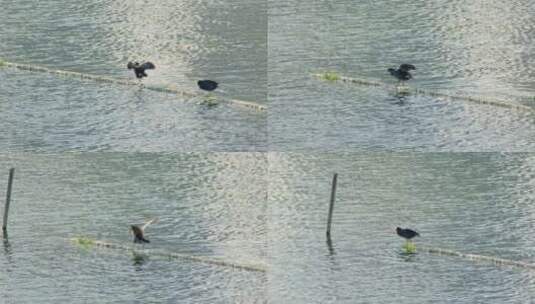 湖面上的野生水鸟黑水鸡高清在线视频素材下载