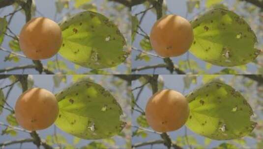 秋收柿子高清在线视频素材下载