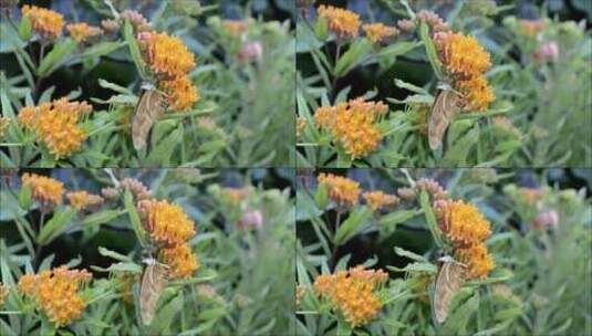 蝴蝶趴在绽放的花上高清在线视频素材下载
