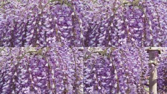 紫藤花的特写镜头高清在线视频素材下载