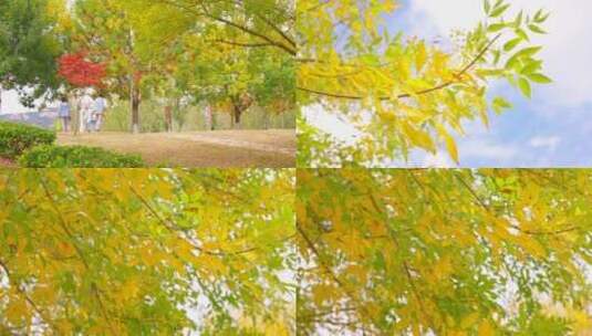 秋天树叶-黄叶秋叶高清在线视频素材下载