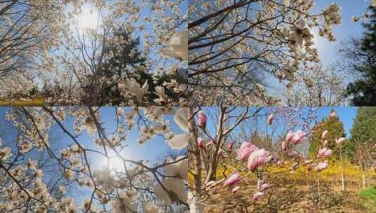 春天盛开的玉兰花高清在线视频素材下载