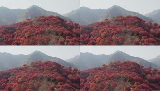 山东青州庙子红叶谷秋季风光高清在线视频素材下载