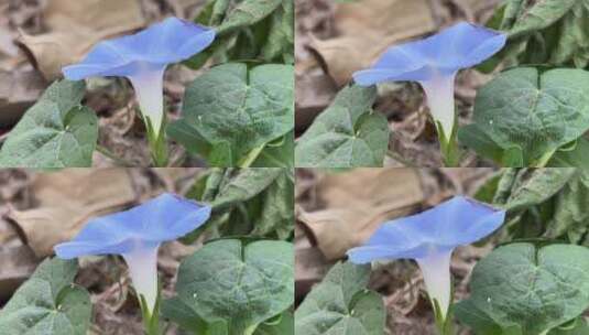 蓝色牵牛花花朵高清在线视频素材下载