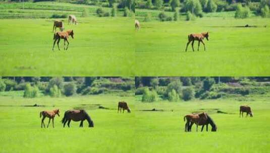 绿色草地上的小马找妈妈高清在线视频素材下载
