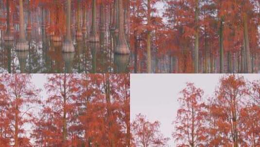 冬天武汉涨渡湖红叶水杉高清在线视频素材下载