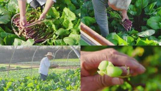 湖北红菜苔高清在线视频素材下载