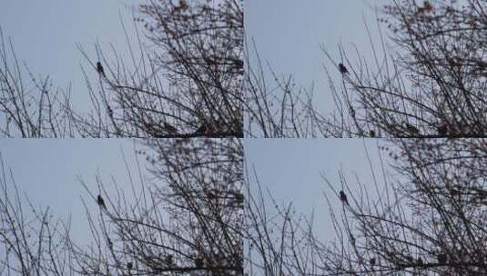 4K寒冬腊月光秃秃树枝上的麻雀高清在线视频素材下载
