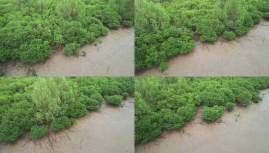 江门台山镇海湾红树林自然保护区航拍高清在线视频素材下载