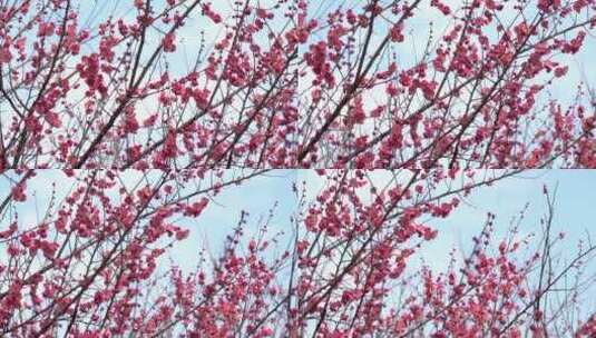 春季红色梅花景观高清在线视频素材下载