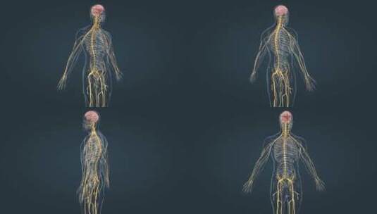 周围神经系统医学3D人体三维动画高清在线视频素材下载