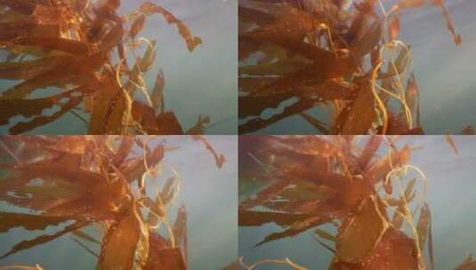 海底海草鱼类海洋生物高清在线视频素材下载