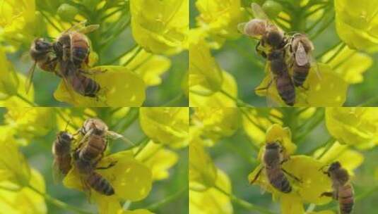 春天金黄色的油菜花上三只蜜蜂采蜜慢镜头高清在线视频素材下载