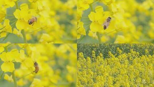 蜜蜂采蜜油菜花实拍镜头高清在线视频素材下载