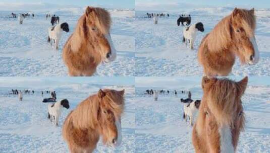 在寒冷雪地里迁移奔跑的马群特写高清在线视频素材下载