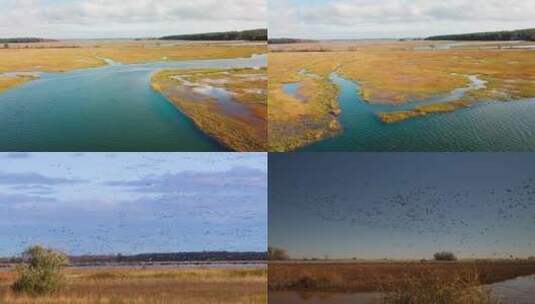 4K-鸟群-湿地高清在线视频素材下载