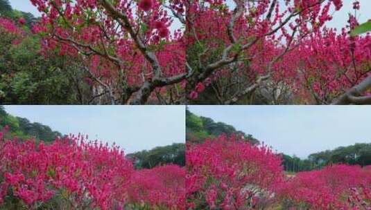 桃花林 树林 春暖花开 桃花坞 桃花园高清在线视频素材下载