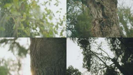 4K情绪空境树木森林高清在线视频素材下载