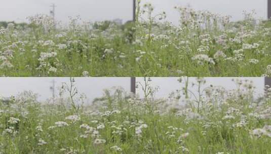 小清新鲜花阳光和雏菊高清在线视频素材下载