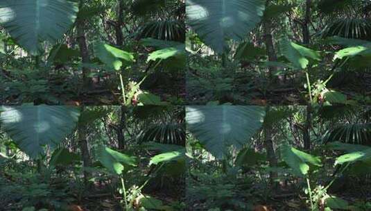 热带丛林阳光高清在线视频素材下载