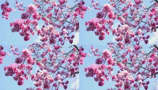 樱花樱桃树盛开高清在线视频素材下载
