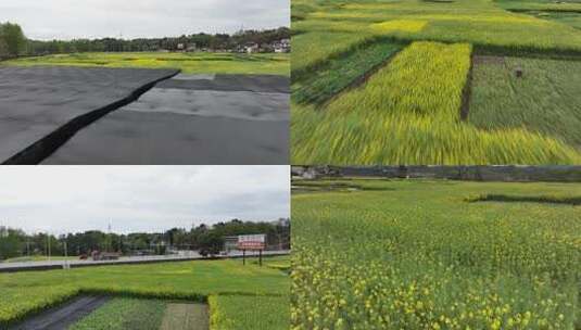 彭州市油菜花田航拍高清在线视频素材下载