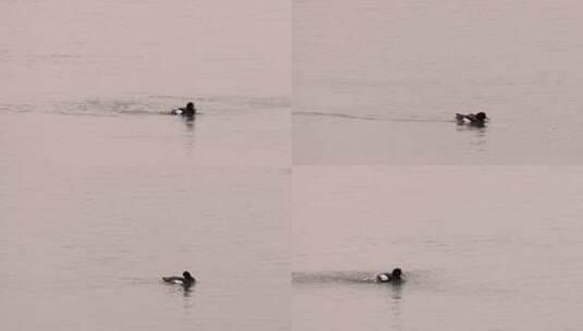 迁徙来深圳湾的赤颈鸭高清在线视频素材下载