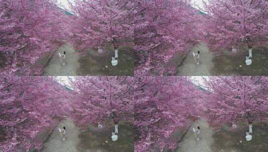 大片万亩樱花园树林下绘画画的美少女粉红色高清在线视频素材下载